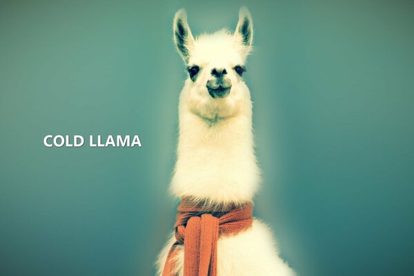 A llama with an orange scarf around his neck makes eyes