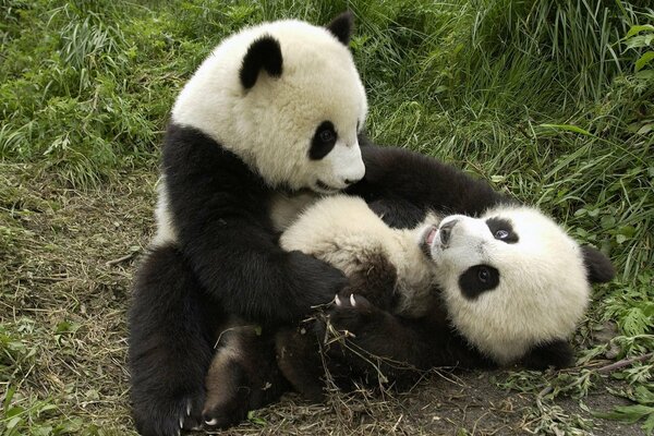 Pandas jugando en los trópicos