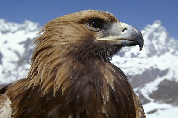 Regard fier de l aigle sur fond de montagnes enneigées