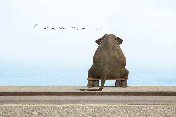 Elefant auf einer Bank träumt am Meer