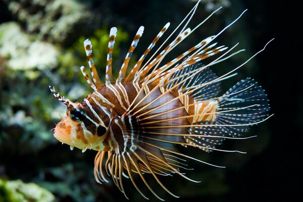 A sea fish poses for a photographer