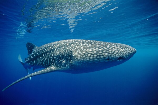 Beautiful predator tiger shark