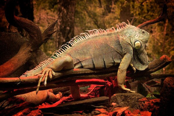 Iguane se trouve sur un arbre parmi les pierres