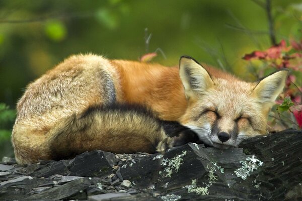 The fox lies and basks on the pebbles