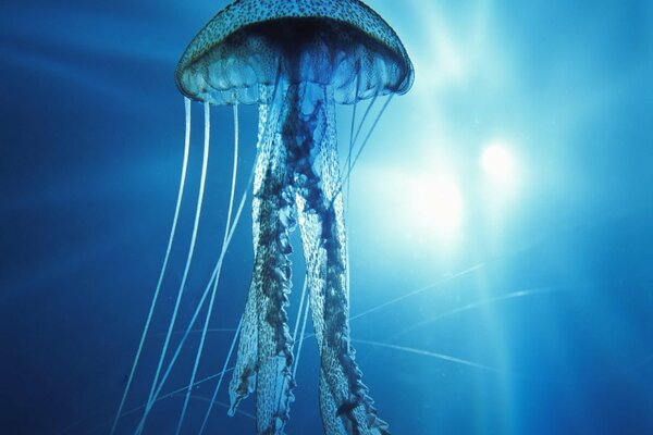 Medusa nell Oceano Pacifico consacrata da una luce intensa