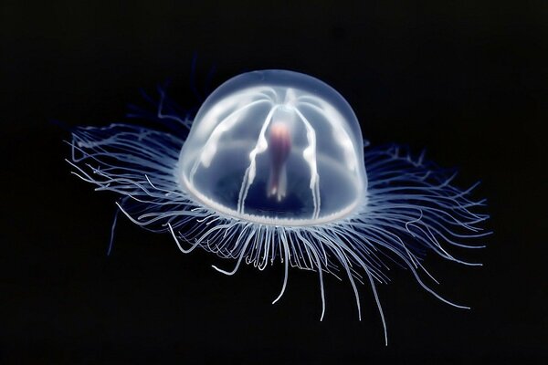 Glowing jellyfish on a black background