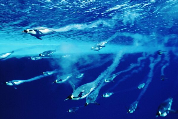 Stado pingwinów pływa pod wodą