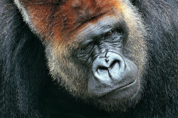 A formidable monkey with fluffy fur