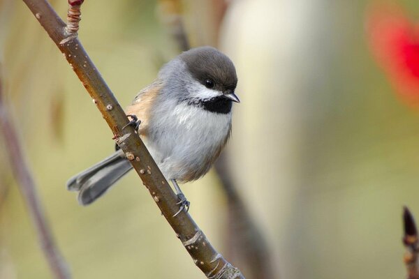 Petit oiseau gris assis sur une branche