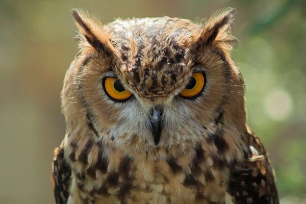 La mirada de un búho enojado y atento