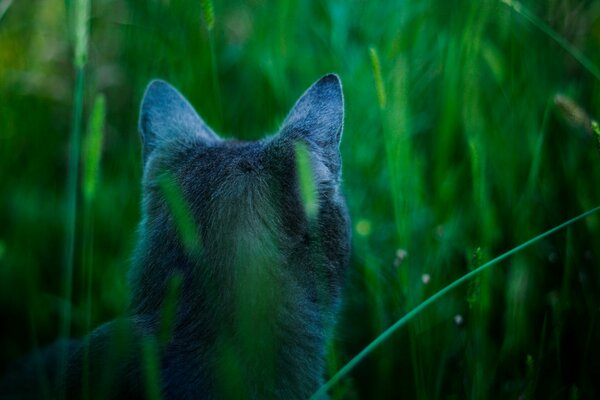 Le chat de race bleu russe chasse dans l herbe