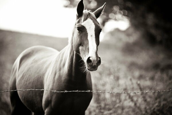 Un cavallo devoto aspetta il proprietario