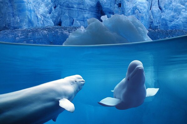 Dolphin and beluga whale in the ocean among the ice