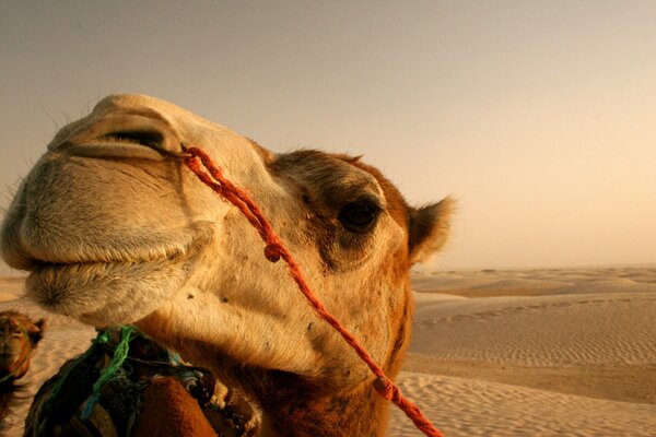 The ship of the desert. Camel on the background of a printed desert