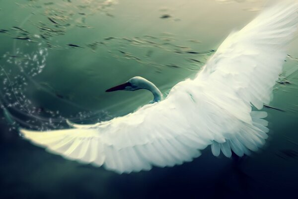 A swan on the water with its wings spread