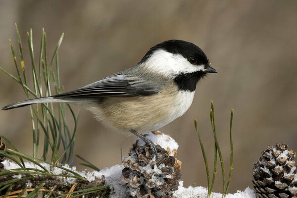 Titmouse on a snow cone in winter