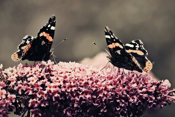 Butterflies collect pollen from a flower