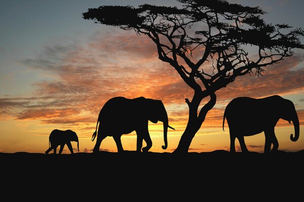 Zwei Elefanten und ein Elefantenbaby gehen bei Sonnenuntergang