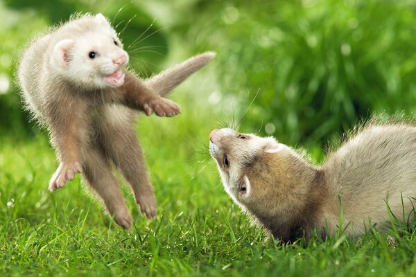 Two ferrets are playing in the grass
