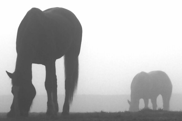 Foto en blanco y negro, caballos pastando en la niebla