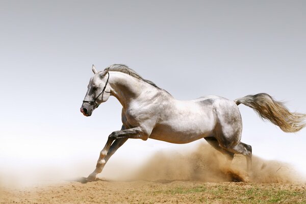 Caballo corriendo con polvo de arena