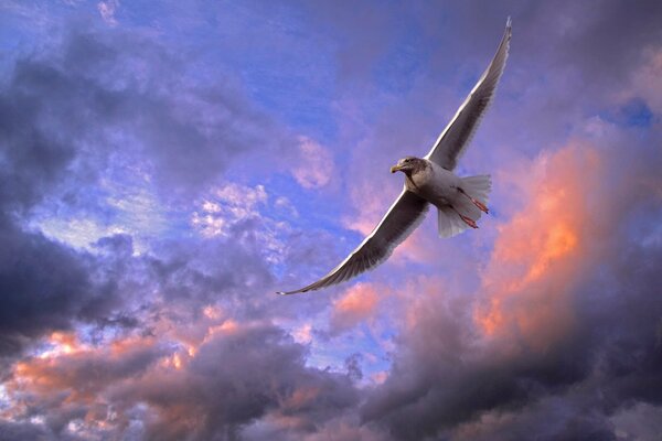 A seagull is flying in the purple sky