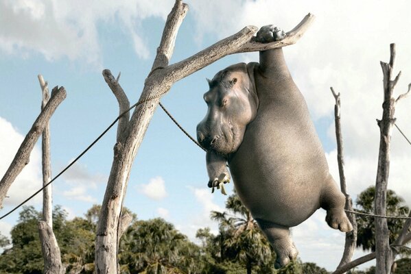 The hippopotamus gently jumps from the tree holding on to the branches