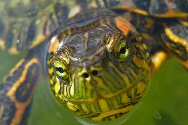 The piercing gaze of the green turtle