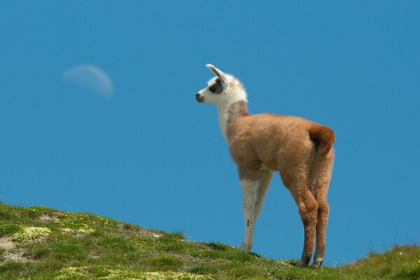 Eine flauschige Ziege steht auf einem Berg mit Gras