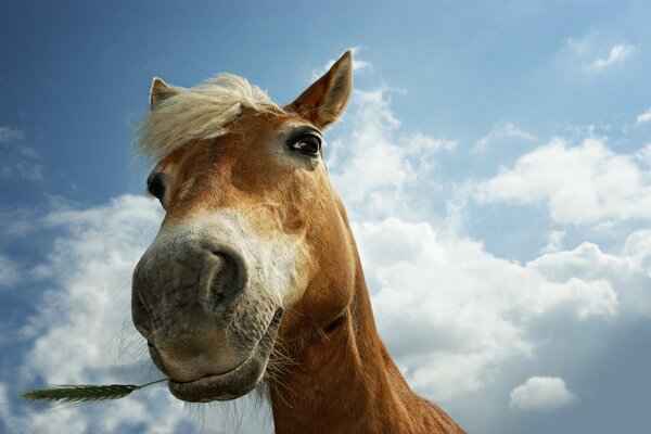 Hermosos ojos en el caballo contra el cielo