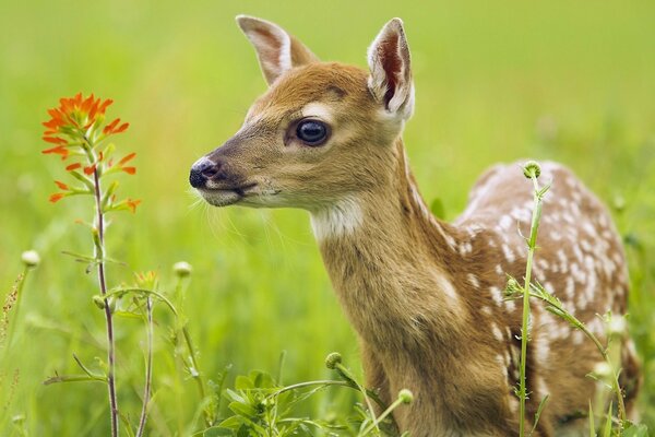 A fawn in the grass looks at a flower