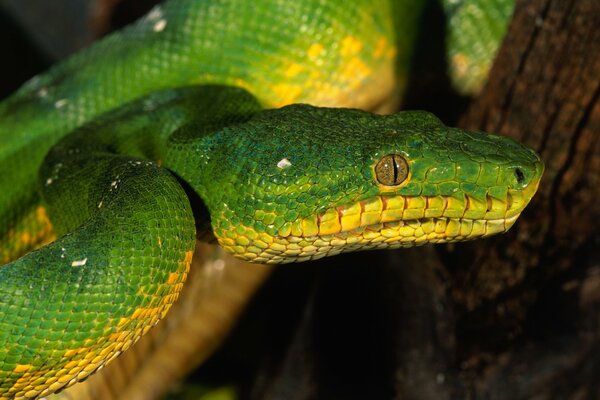 Serpent vert-jaune avec des yeux avec des pupilles verticales