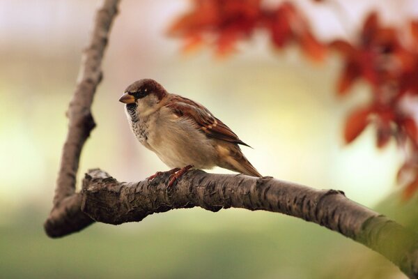 Petit oiseau moineau assis sur une branche