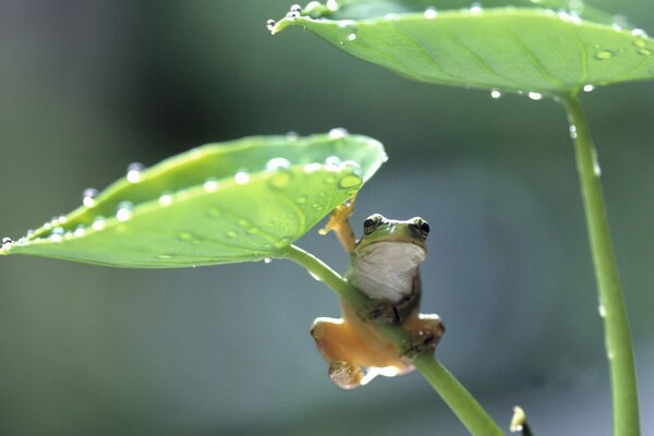 Der Frosch klammert sich an ein mit Tau bedecktes Blatt