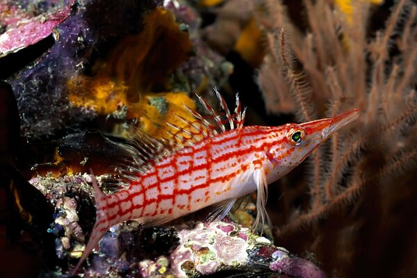 Unusual fish in corals