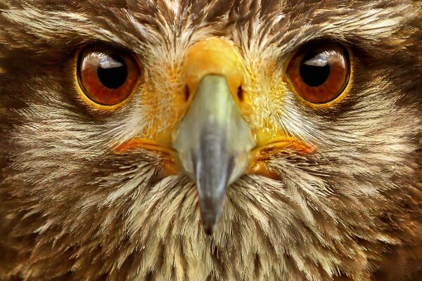 The head of an eagle with a large beak and eyes