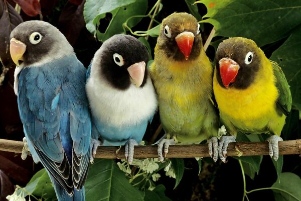 Four parrots of different colors are sitting on a branch