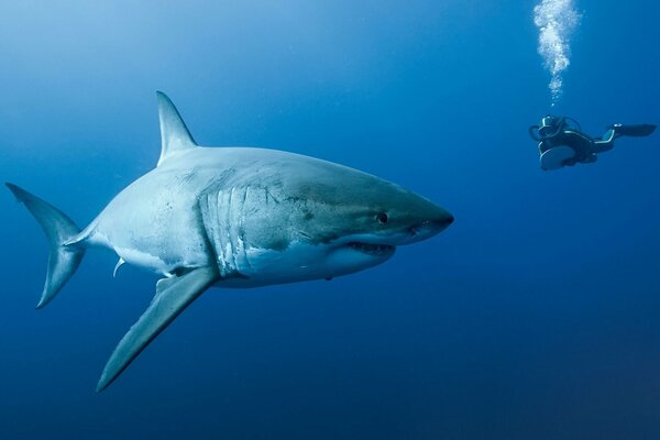 Shark underwater in the ocean watching a diver