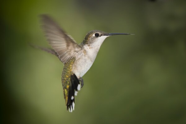 The hummingbird is rapidly flapping its wings