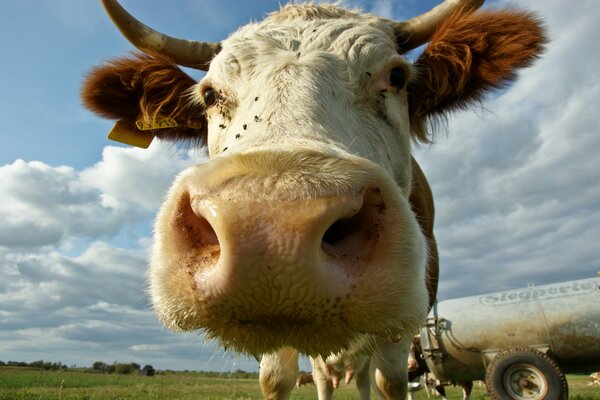 Hocico de vaca en todo el fondo