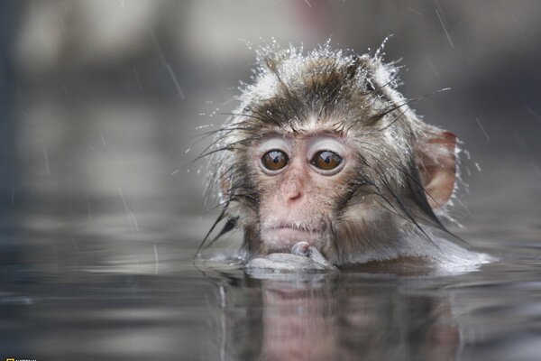 Pequeño mono bajo la lluvia sentado en el agua