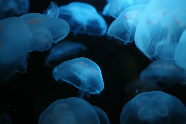 Viele blaue Quallen im Meer