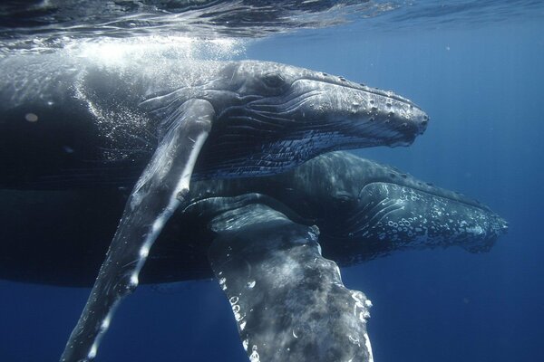 A pair of whales swim in an embrace close to the surface of the water