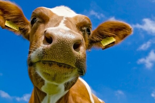 The muzzle of a cow against the sky