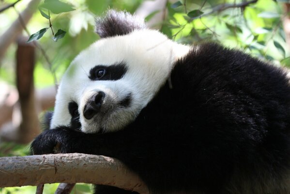 Panda triste pensò su un albero