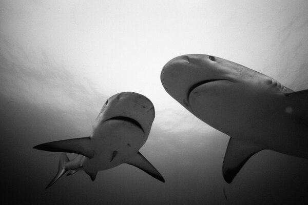 White sharks in black and white photo