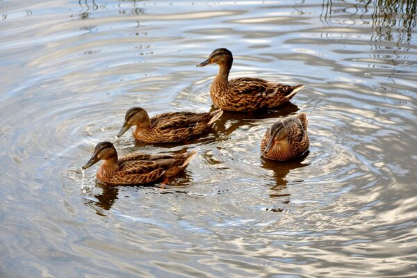 Enten lassen Kreise auf dem Wasser laufen