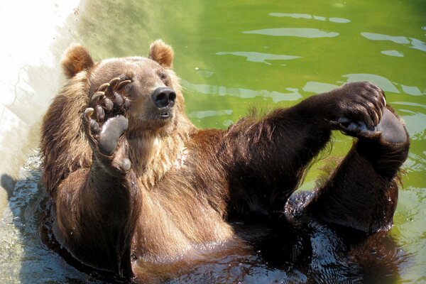 Ours brun se baigne dans l eau