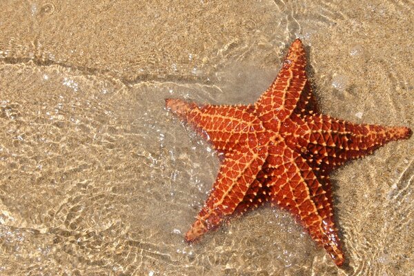 Морская звезда, лежащая на песке
