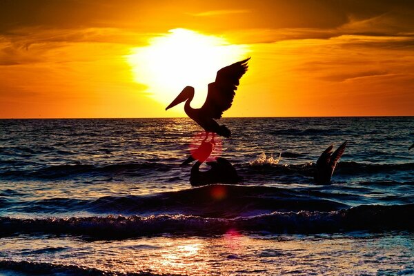 Una cigüeña vuela al mar en medio de la puesta de sol